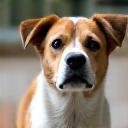 A mixed-breed Singapore Special dog looking at the camera.